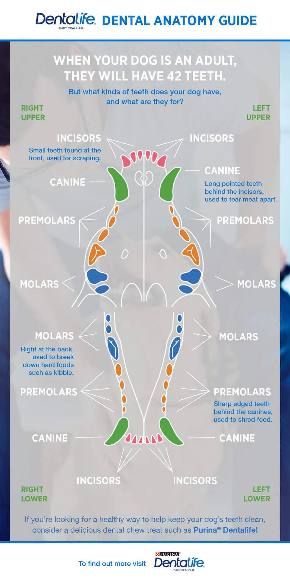 Dentalife dental chart infographic showing all 42 adult dog teeth