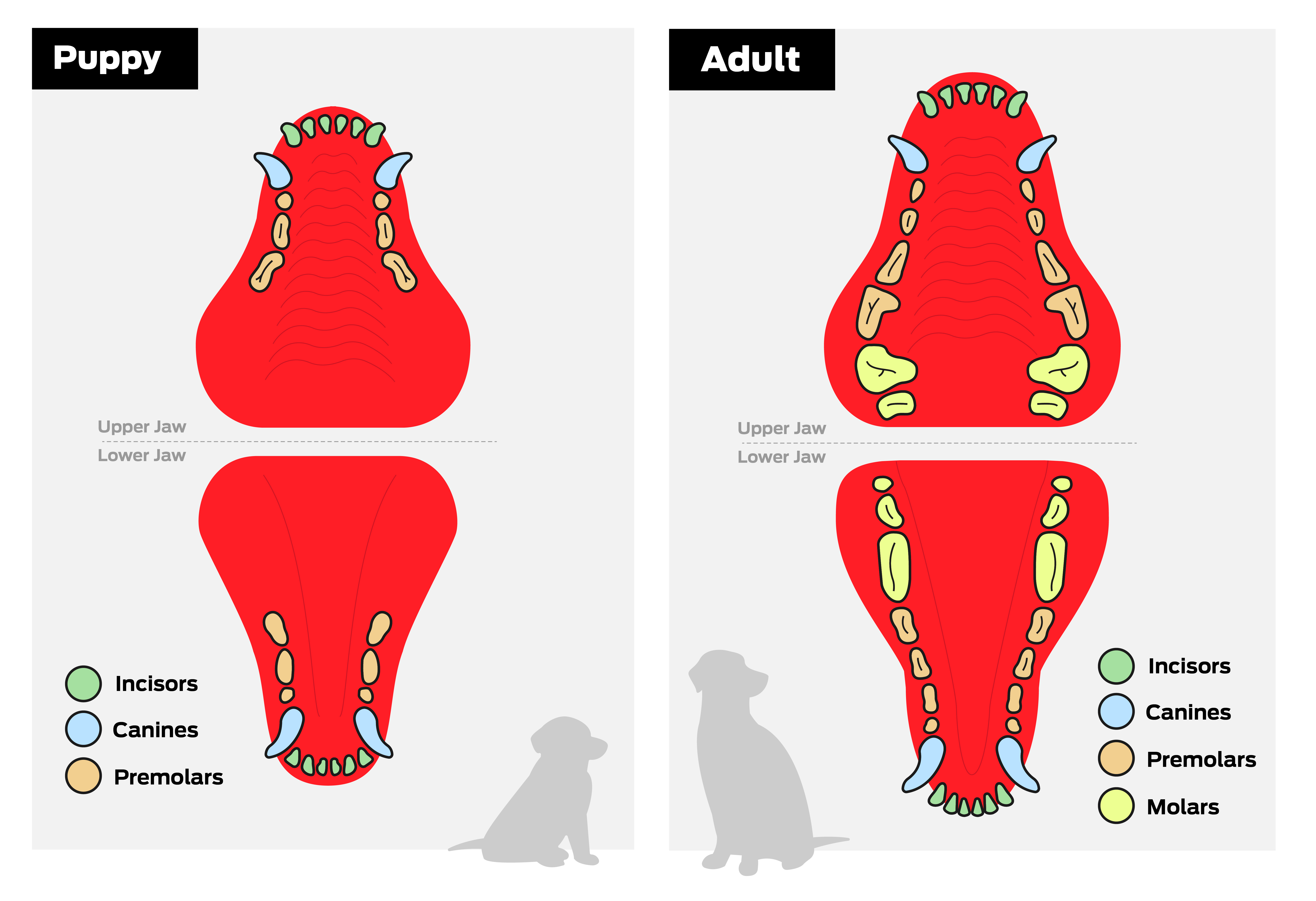 Teething dog infographic