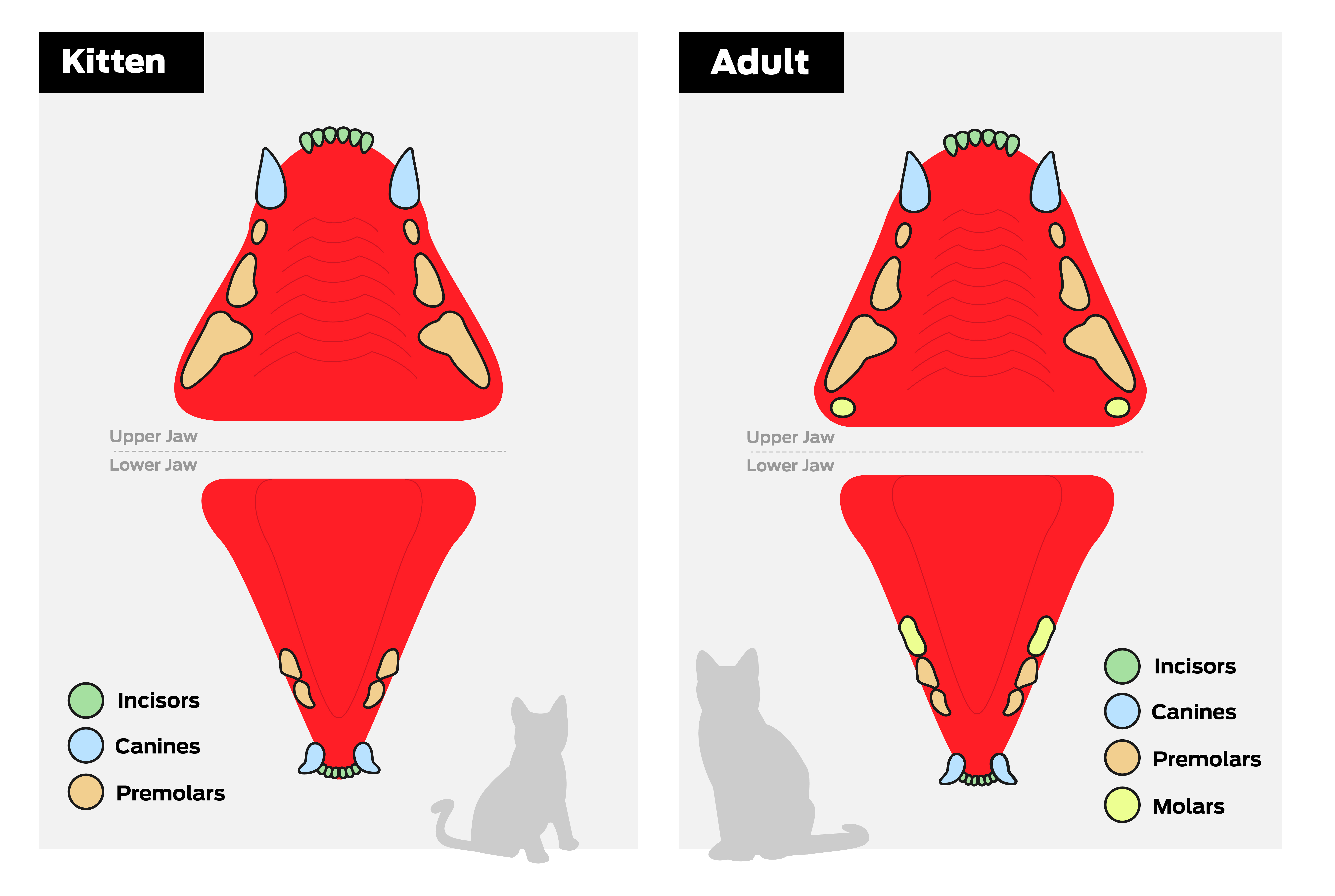 Infografía de los incisivos, caninos, premolares y molares de un gato en la mandíbula superior e inferior. Los gatos desarrollan molares cuando alcanzan la edad adulta.